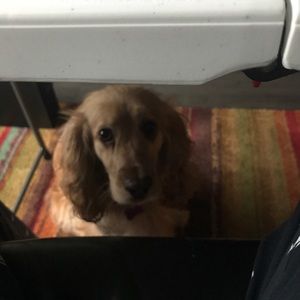 Meet your Posher, Aaron